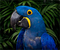 Blue Hyacinth Macaw