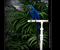 Blue Hyacinth Macaw