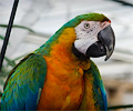 Catalina Macaw