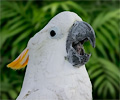 Citron-crested Cockatoo