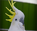 Greater Sulphur-crested Cockatoo