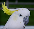 Greater Sulphur-crested Cockatoo