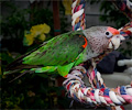 Orange-winged Amazon Parrot
