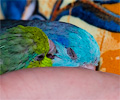 Pacific Parrotlet