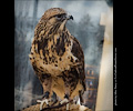 Rough-legged Hawk