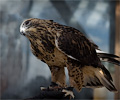 Rough-legged Hawk