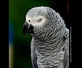 African Gray Parrot