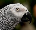 African Gray Parrot