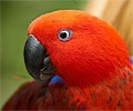 Eclectus Female