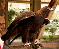 Golden Eagle