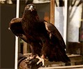 Golden Eagle