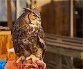 Great Horned Owl