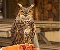 Great Horned Owl