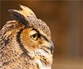 Great Horned Owl