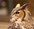 Great Horned Owl