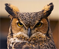 Great Horned Owl