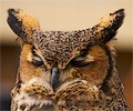 Great Horned Owl