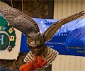 Great Horned Owl