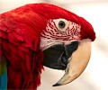 Green Winged Macaw