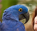 Hyacinth Macaw