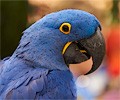 Hyacinth Macaw