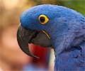 Hyacinth Macaw