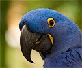 Hyacinth Macaw