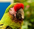 Military Macaw