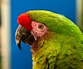 Military Macaw