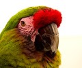 Military Macaw