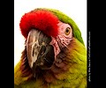 Military Macaw