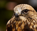 Rough Legged Hawk