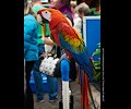 Scarlet Macaw