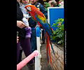 Scarlet Macaw