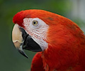 Scarlet Macaw