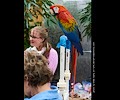 Scarlet Macaw