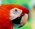 Scarlet Macaw