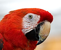 Scarlet Macaw