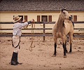 Cowboy Jimmys horse