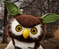 Percy the owl