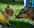 Tour de Corgi 2017