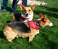 Tour de Corgi 2017