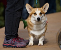 Tour de Corgi 2017