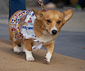 Tour de Corgi 2017