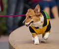 Tour de Corgi 2017