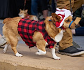 Tour de Corgi 2017