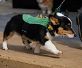 Tour de Corgi 2017