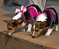 Tour de Corgi 2017