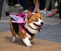 Tour de Corgi 2017