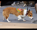 Tour de Corgi 2017